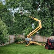 Best Emergency Tree Removal  in Lutz, FL